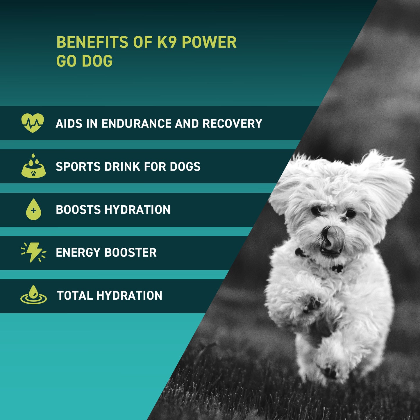 Go Dog Benefits